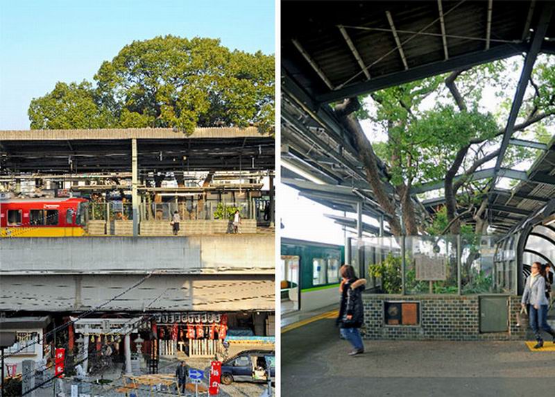 Pohon Berumur 700 Tahun di Stasiun Kereta Jepang Tidak Bisa Ditebang, Ini Alasannya