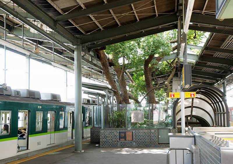 Pohon Berumur 700 Tahun di Stasiun Kereta Jepang Tidak Bisa Ditebang, Ini Alasannya