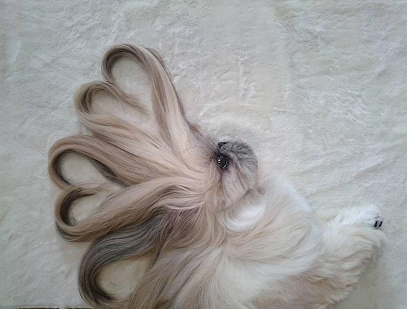 Kawaii Anjing Dari  Jepang  Ini Punya Rambut  Yang Indah 