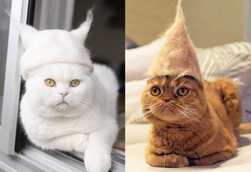 Kawaii Kucing  kucing  Jepang  ini Mengenakan Topi Dari Bulu 