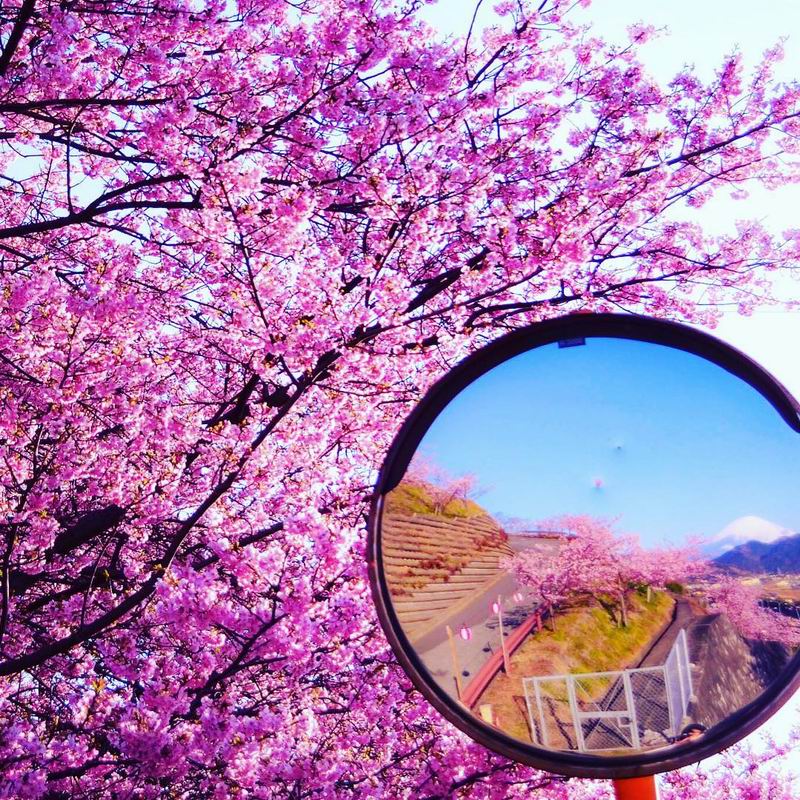 Melihat Keindahan Mekarnya Bunga Sakura di Kota Kawazu