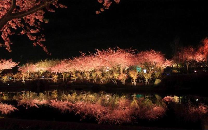 Melihat Keindahan Mekarnya Bunga Sakura di Kota Kawazu