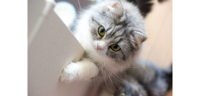 Inilah Daftar Nama  Kucing Terpopuler di  Jepang  Tahun Ini 