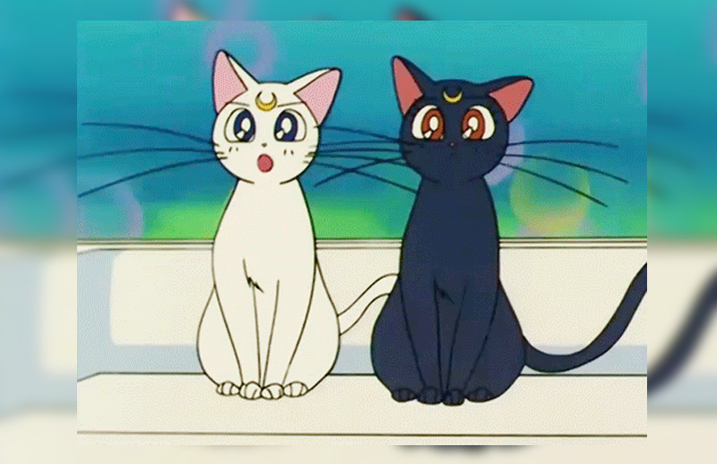 2000+ Gambar Anime Kucing Lucu Terbaru - Infobaru