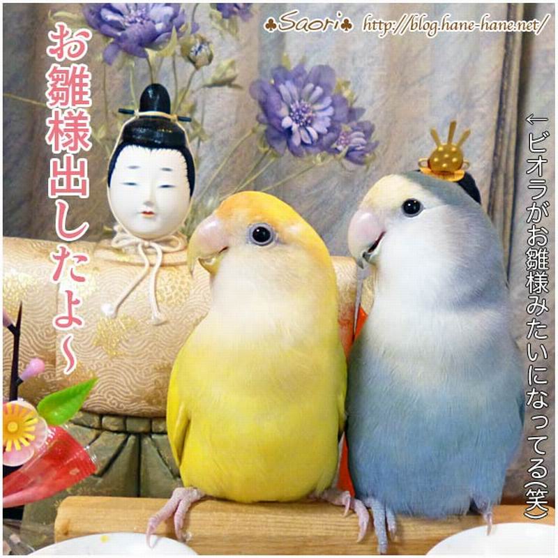 Hewan Peliharaan di Jepang Ikut Merayakan Hina Matsuri