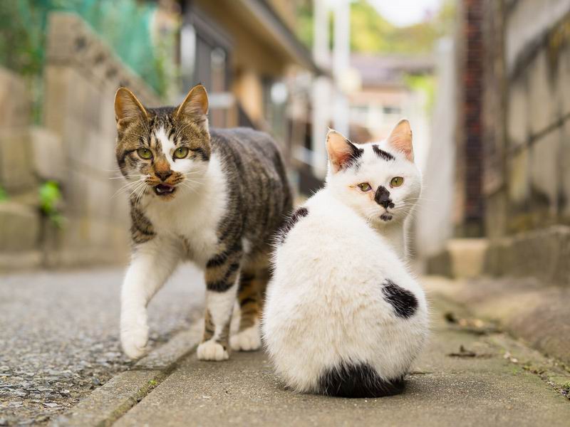 Inilah Jenis Kucing di Jepang Yang Jadi Favorit Banyak Orang