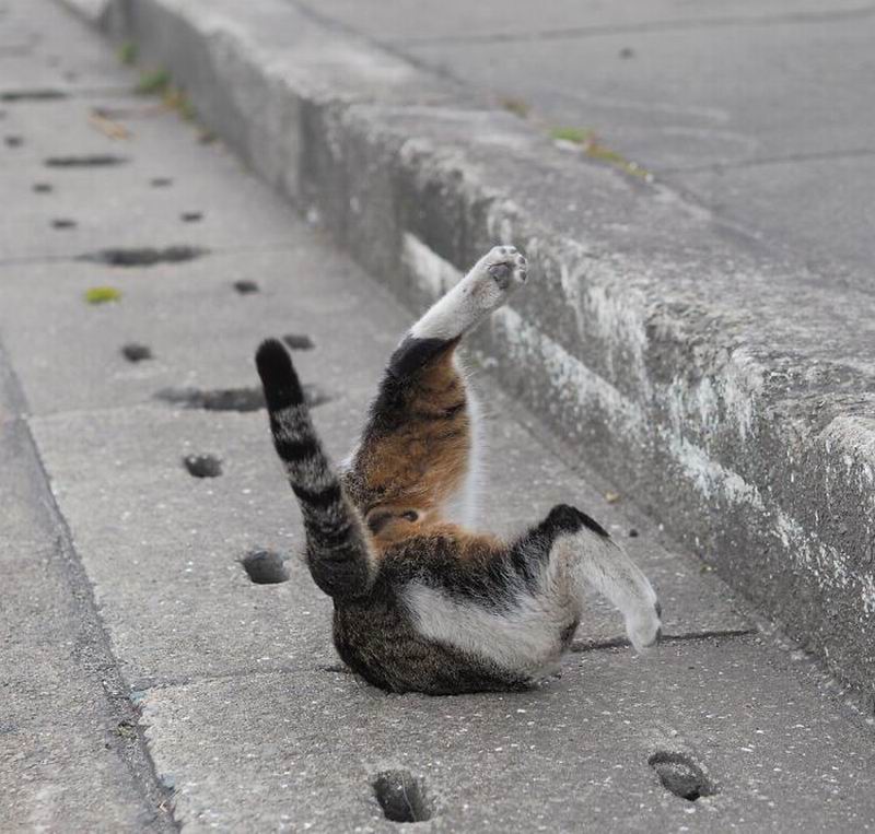 Kocak, Kucing Jepang Bermain di Lubang Selokan Pinggir 