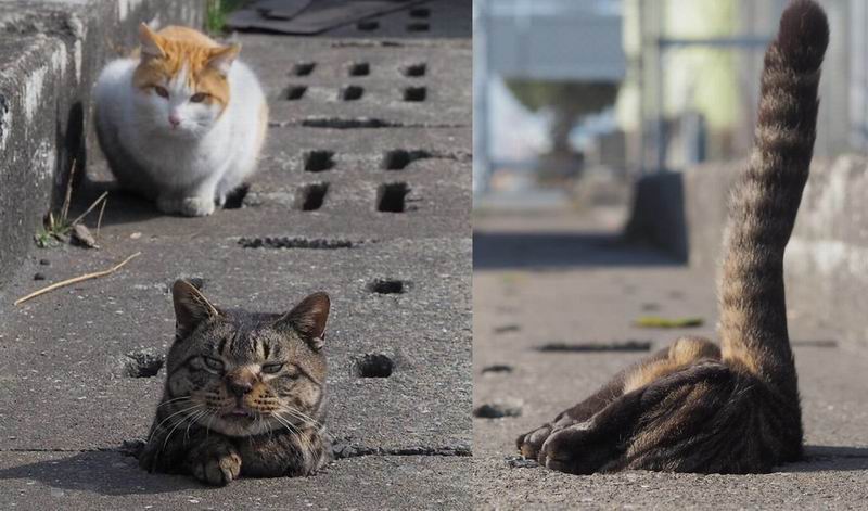 Kocak Kucing  Jepang Bermain di Lubang Selokan Pinggir 