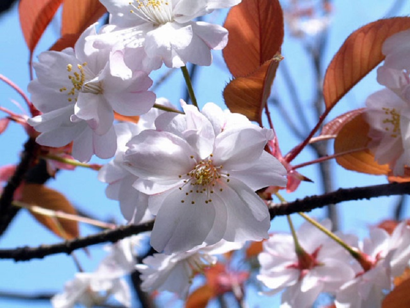 Yamazakura, Pohon Bunga Sakura Yang Tumbuh Indah Di Alam Liar