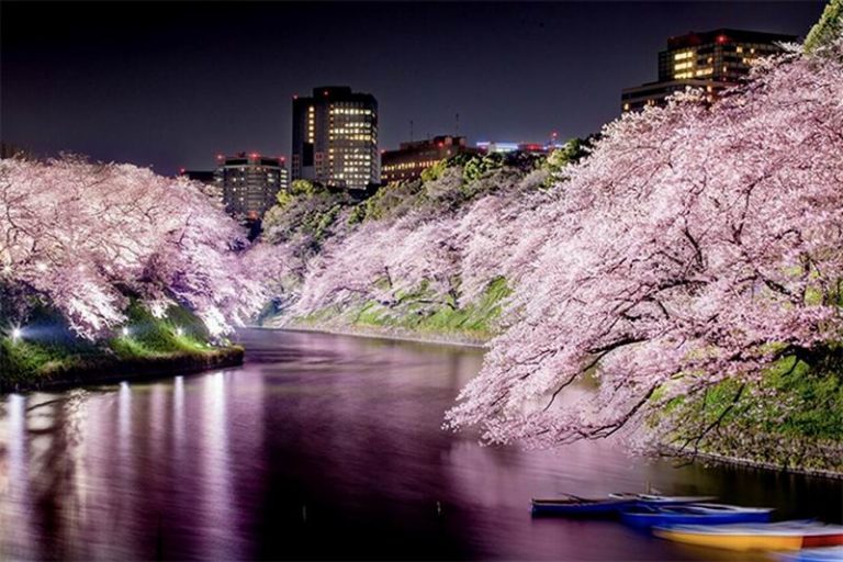 Cantiknya Bunga Sakura di Jepang Pada Malam Hari Bagai di 