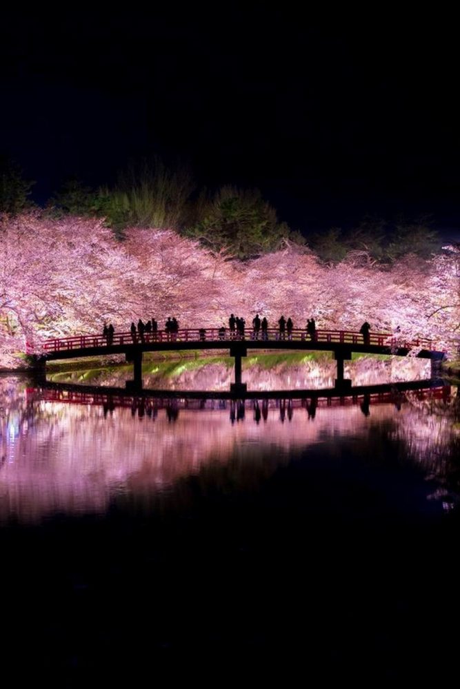 Cantiknya Bunga Sakura di Jepang Pada Malam Hari Bagai di 