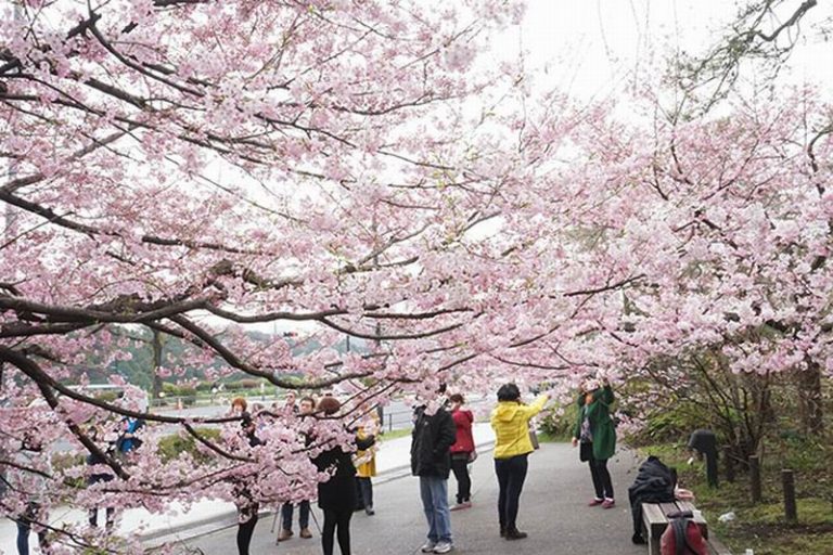 Chidorigafuchi Tempat Wisata di Jepang Untuk Menikmati 