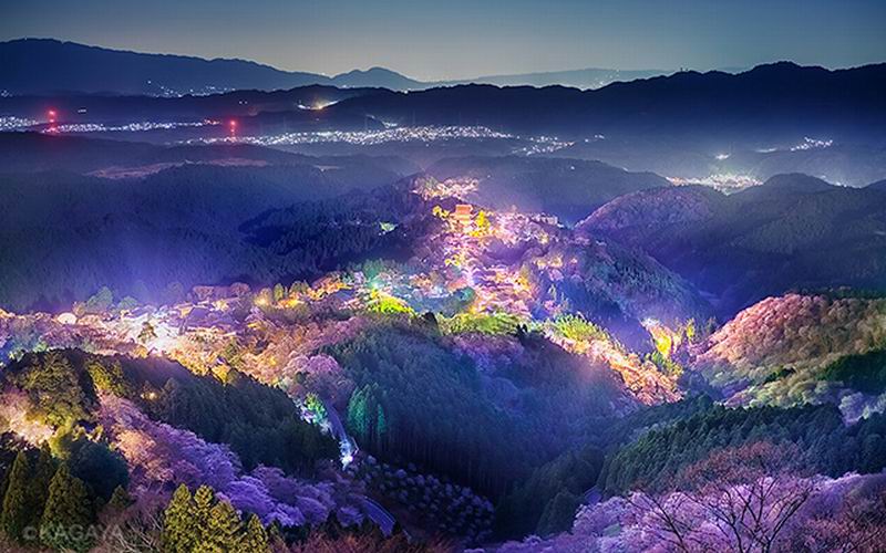 Fotografer Jepang Ucapkan Salam Perpisahan Pada Musim Mekarnya Bunga Sakura