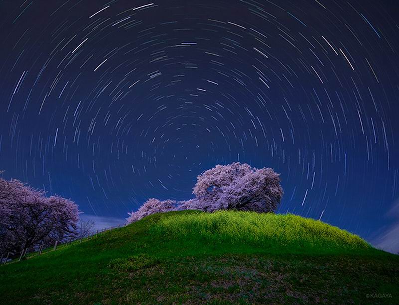 Fotografer Jepang Ucapkan Salam Perpisahan Pada Musim Mekarnya Bunga Sakura