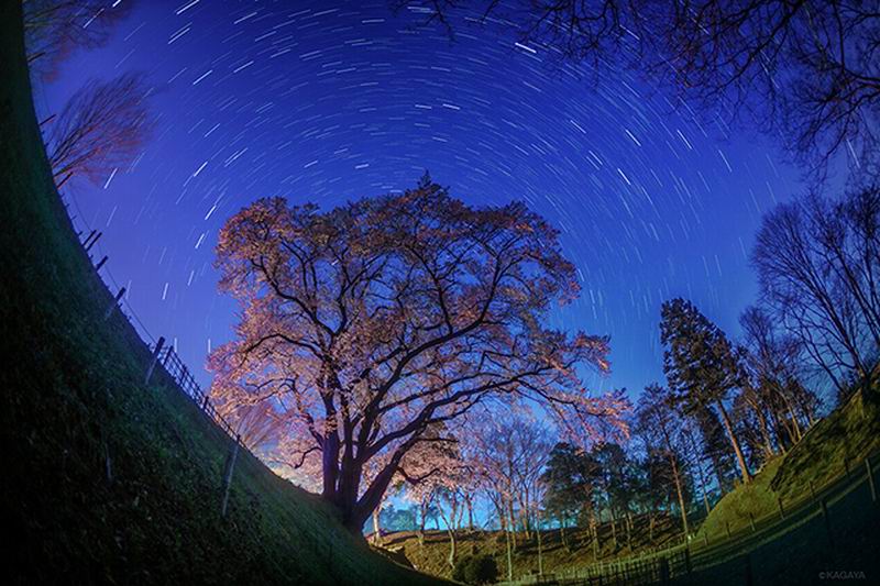 Fotografer Jepang Ucapkan Salam Perpisahan Pada Musim Mekarnya Bunga Sakura