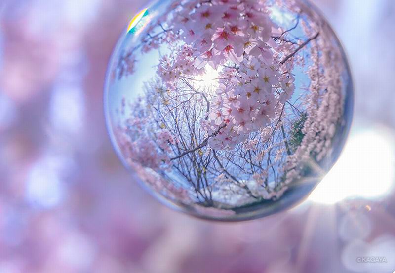 Fotografer Jepang Ucapkan Salam Perpisahan Pada Musim Mekarnya Bunga Sakura