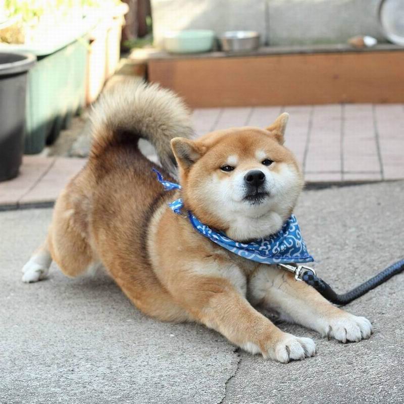 Inilah Ryuji, Anjing Dari Jepang Dengan Aneka Ekspresi Wajah Yang
