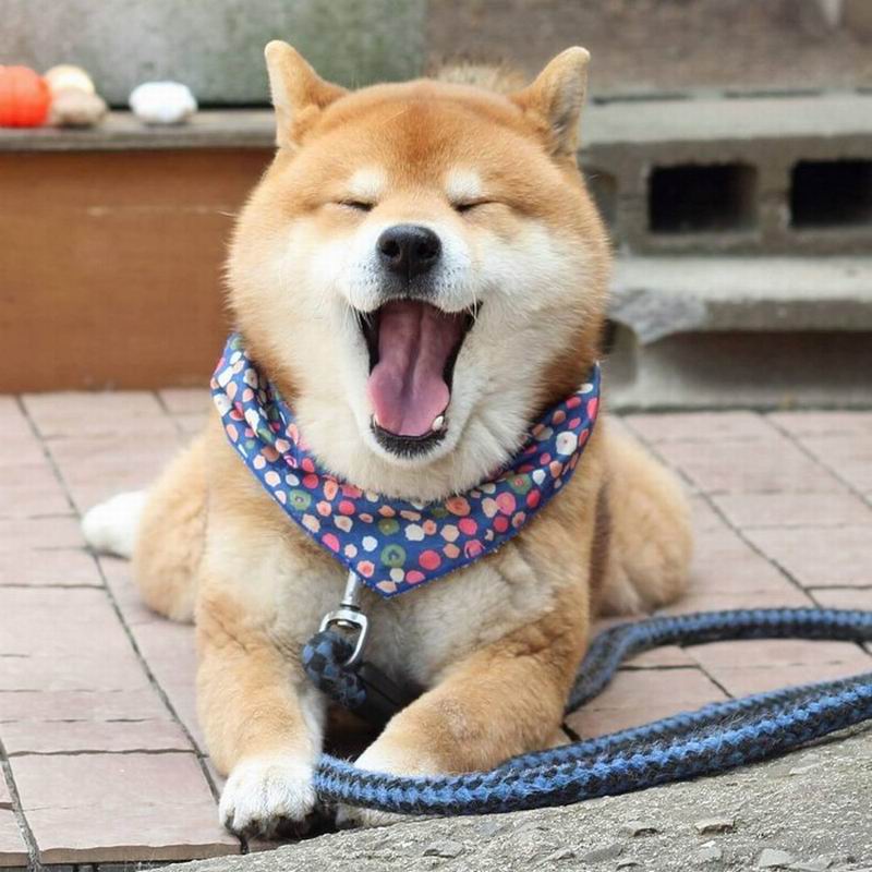 Inilah Ryuji Anjing Dari Jepang  Dengan Aneka Ekspresi 