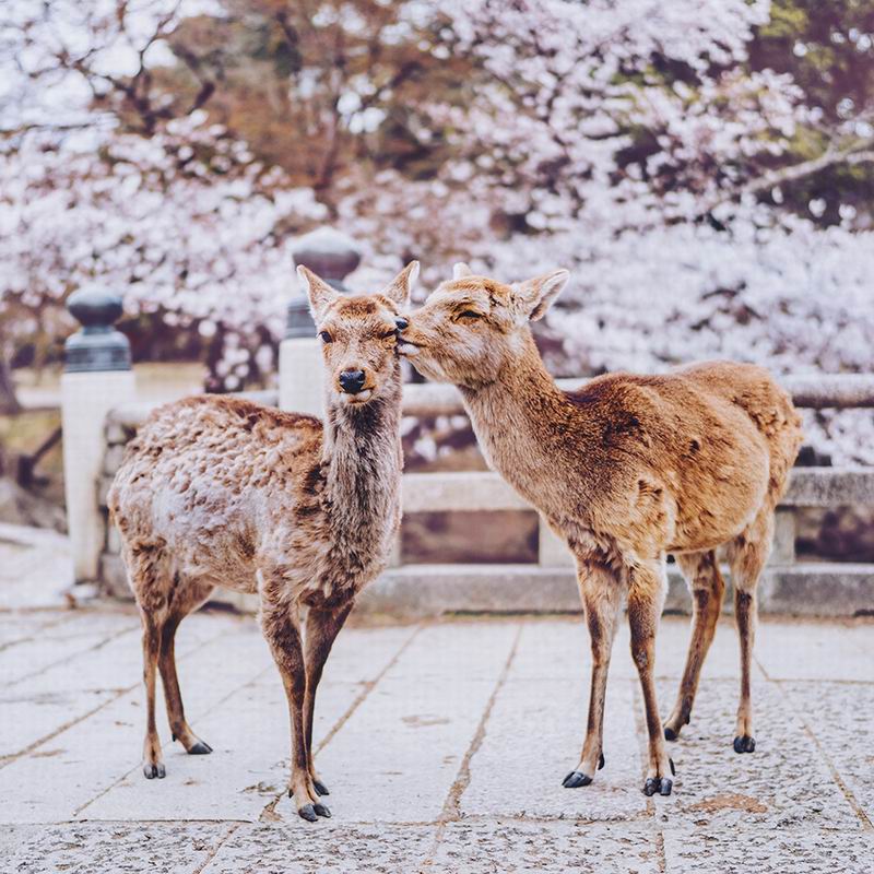 Foto Foto Pemandangan Di Jepang Yang Terlihat Seperti Di Negeri Dongeng