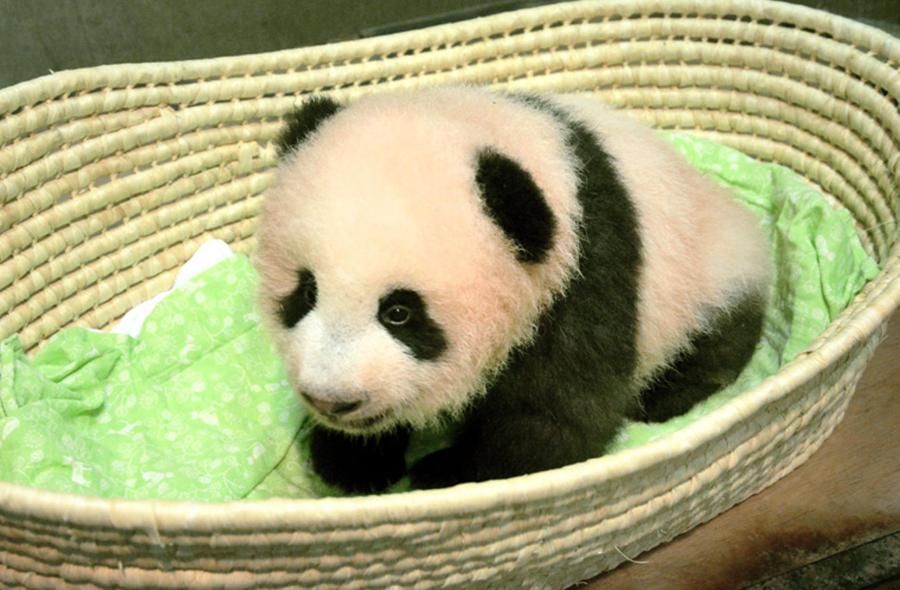 Keren Bayi Panda  di  Jepang  Ini Namanya Dipilih Oleh 320 