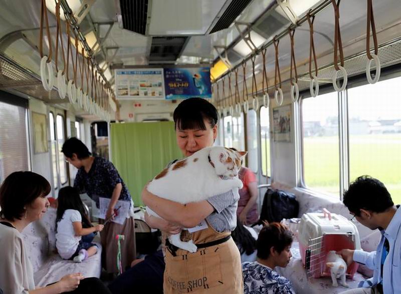 Kereta di Jepang Dilengkapi Kucing-kucing Menggemaskan Untuk Bermain Dengan Penumpang