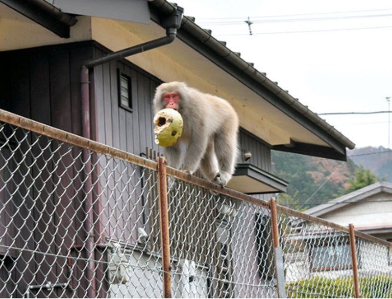 Prefektur Tochigi di Jepang Perangi Monyet Liar Yang Meresahkan Masyarakat Setempat