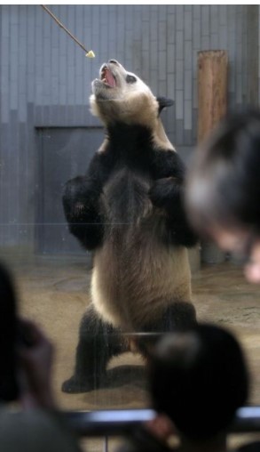 Seekor Panda di Tokyo Dilatih Ketat Untuk Berkembang Biak