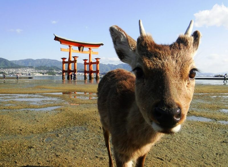 Para Turis di Jepang Tidak Sadar Bahwa Tingkah Laku Mereka Telah Merusak Situs Wisata Terkenal