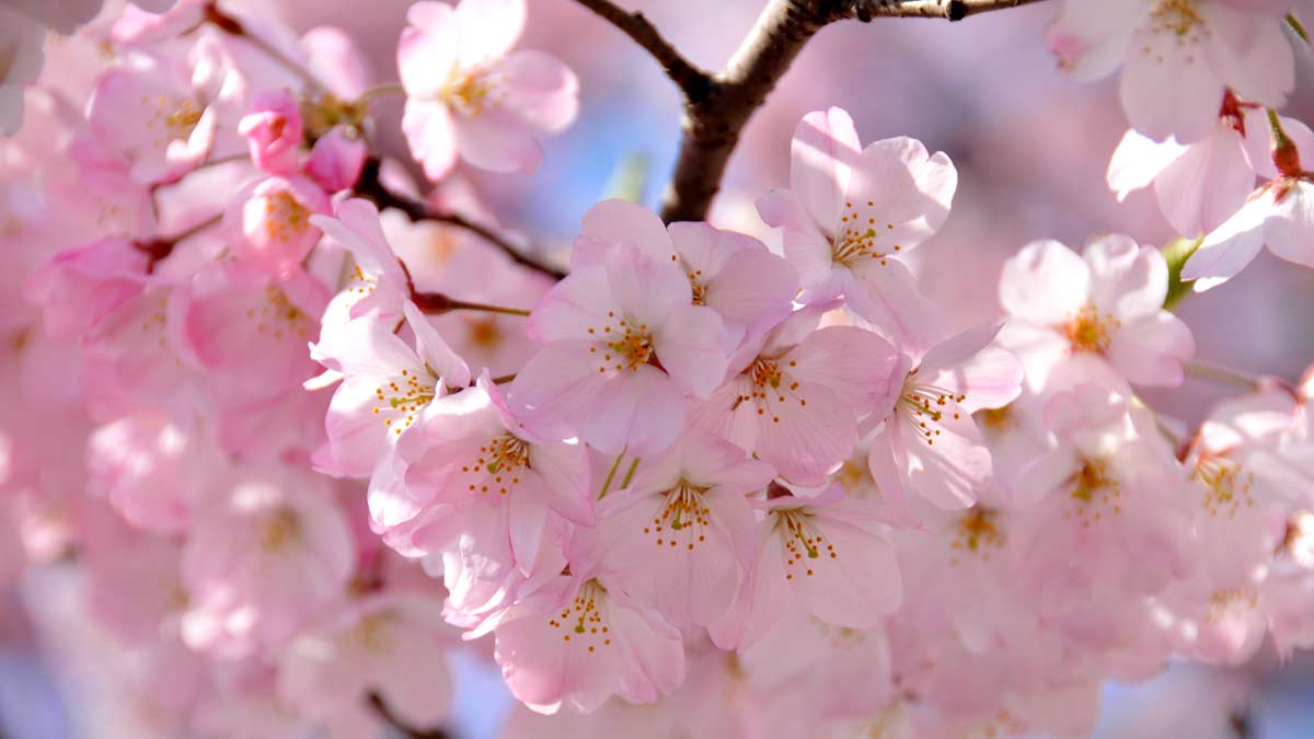 Pohon Sakura Somei-Yoshino di Kochi Mekar Secara Sempurna 