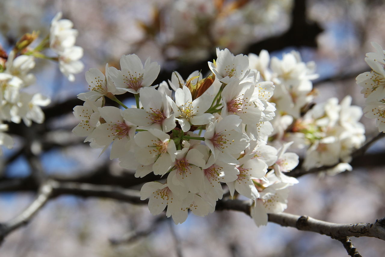 Jenis Spesies Sakura Terbaru Telah Hadir Dengan Nama Kumanozakura