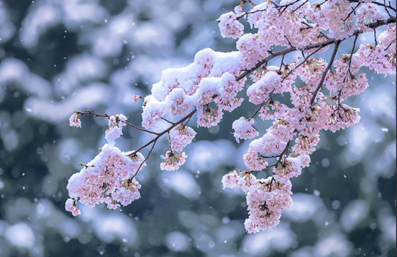 Tahun Ini Jepang Digemparkan Lagi Dengan Turunnya Salju  