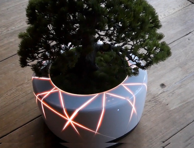 bonsai-ai-artificial-intelligence-technology-plant-1.jpg