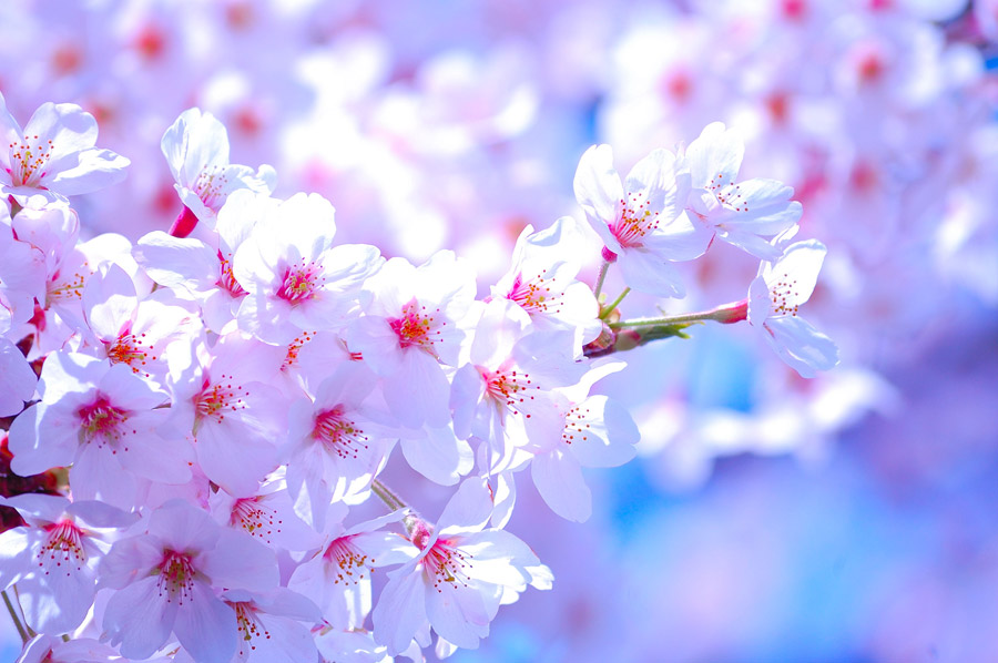 Apa Itu Hanakotoba? Yuk Kita Pelajari Makna Macam-Macam Bunga di Jepang!