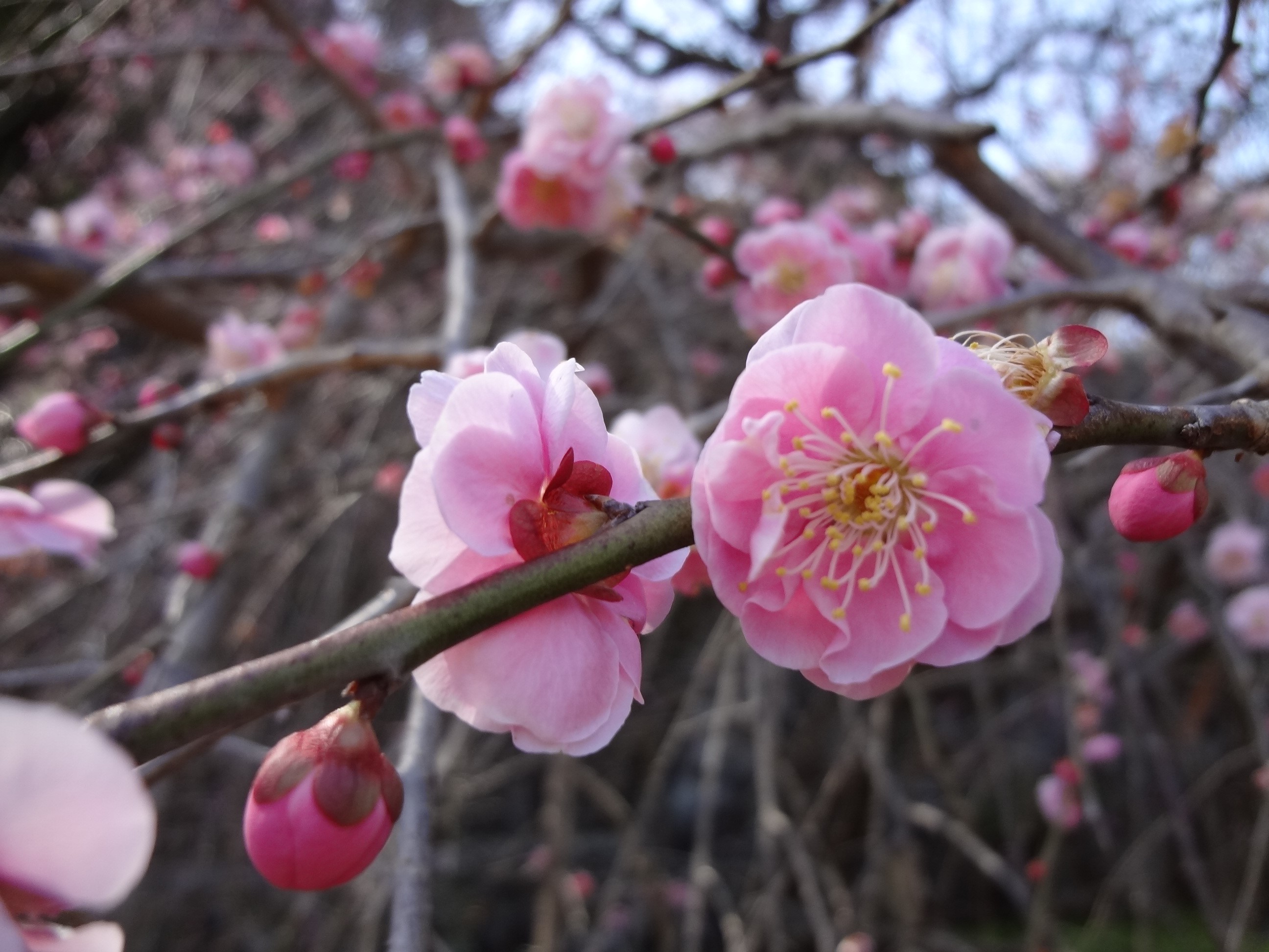 Apa Itu Hanakotoba? Yuk Kita Pelajari Makna Macam-Macam Bunga di Jepang!
