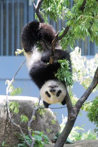 Seorang Fotografer Jepang Memotret Panda Setiap Hari, Tidak Lama Lagi Mencapai Hari ke-2500