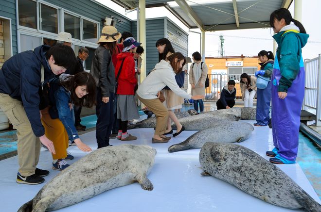 Okhotsk Tokkari Center, Suaka yang Menawarkan Kedekatan Bersama Anjing Laut di Jepang
