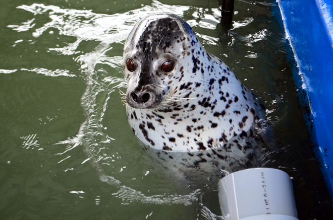 Okhotsk Tokkari Center, Suaka yang Menawarkan Kedekatan Bersama Anjing Laut di Jepang