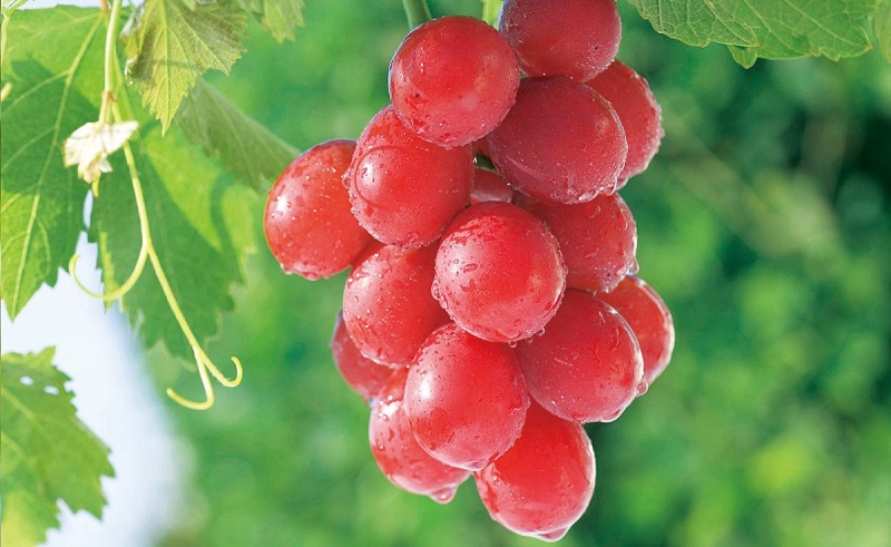 Ilustrasi buah Anggur Merah