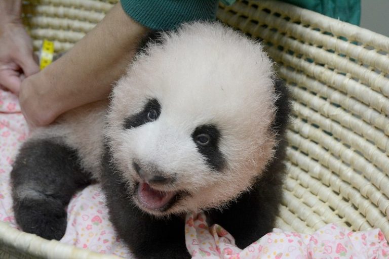 Saihin, Bayi Panda Yang Baru Lahir Di Kebun Binatang Wakayama