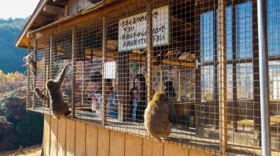 Iwatayama Monkey Park, Berwisata Bersama Monyet