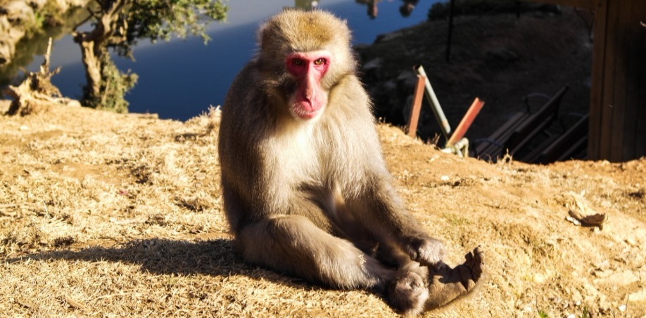 Iwatayama Monkey Park, Berwisata Bersama Monyet