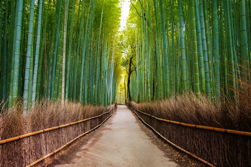 Restoran di Jepang Perkenalkan Sedotan Bambu yang Aman Jika tertelan