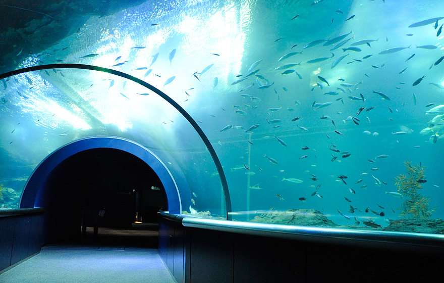 Niigata City Aquarium Marinepia Nihonkai: Akuarium Raksasa di Niigata
