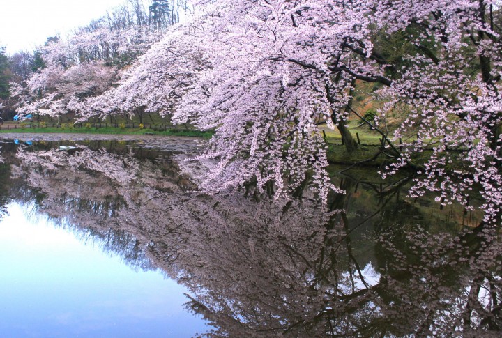 Beberapa Tempat Terbaik di Kanazawa Saat Bunga Sakura Mekar