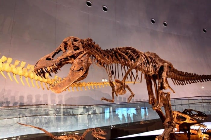 Museum Dinosaurus Fukui Salah Satu yang Terbaik di Dunia