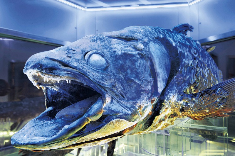 Melihat Coelacanth Beku dan Hewan Laut Dalam di Numazu Deep Sea Aquarium