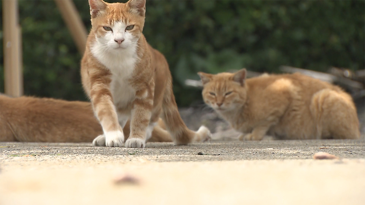 Jumlah Kucing di 'Pulau Kucing' Umashima Berkurang, Diduga Karena Racun