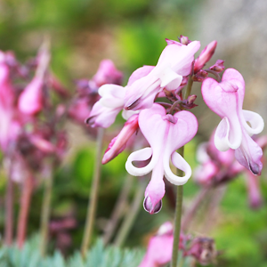 Rokko Alpine Botanical Garden: Keindahan Bunga-Bunga Musiman Dari Seluruh Penjuru Dunia