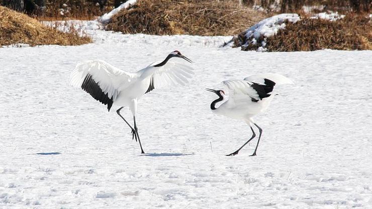 Kushiro Shitsugen National Park: Hutan Rawa Penuh Burung Bangau di Hokkaido