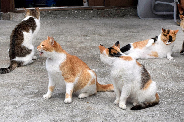Jumlah Kucing di 'Pulau Kucing' Umashima Berkurang, Diduga Karena Racun